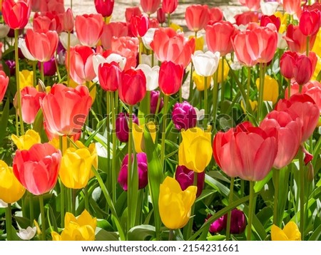 Field of colorful blooming tulips, large group of multi colored flowers nature vivid background, nobody. Bright natural floral pattern, beautiful tulip field in the sun summertime, sunlight, no people Royalty-Free Stock Photo #2154231661