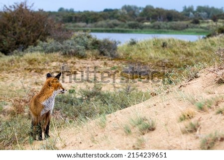 Young Red Fox Standing on the Sand in A National Park Landscape