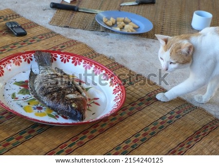 A white and orange cat looking at a grilled fish on a big dish