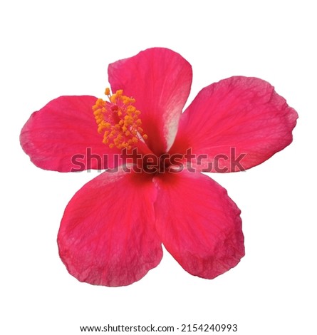 Closeup of pink hibiscus flower blossom blooming isolated on white background, stock photo, spring summer flower, single plants