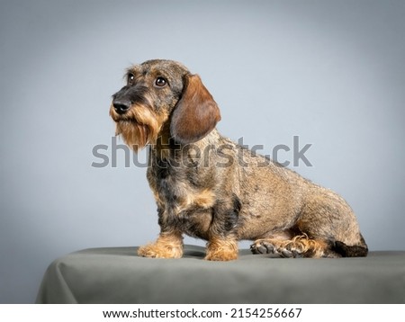 wire-haired dachshund sitting in a photo studio