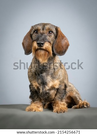 wire-haired dachshund sitting in a photo studio