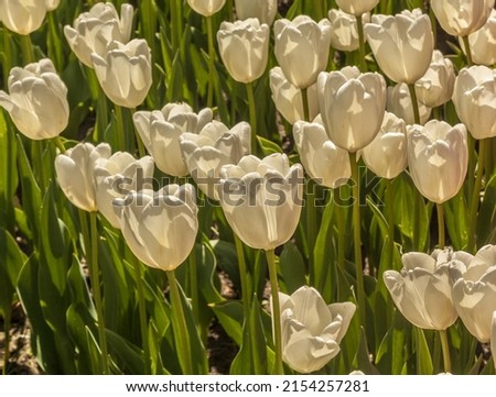 Blooming white tulips  in the park on a sunny spring day Royalty-Free Stock Photo #2154257281