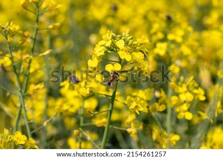 Honey bee feeding on the oilseed rape flowers. Pollination of Canola (rapeseed) crop in late spring.