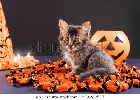 A Halloween grey kitten sits on orange candy. Beautiful card for congratulations on the holiday.