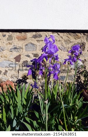 Field of iris pallida in Provence, France. Sunrise. the Dalmatian iris or sweet iris, is a hardy flowering perennial plant of the genus Iris, family Iridaceae Royalty-Free Stock Photo #2154263851