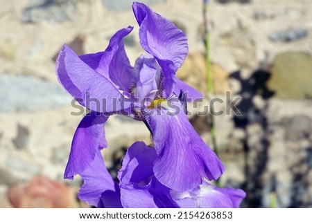 Field of iris pallida in Provence, France. Sunrise. the Dalmatian iris or sweet iris, is a hardy flowering perennial plant of the genus Iris, family Iridaceae Royalty-Free Stock Photo #2154263853