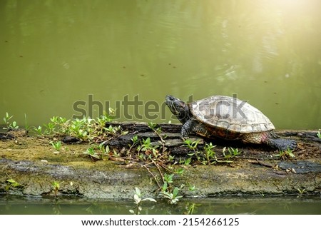 The yellow belly slider is stretching its neck (Trachemys scripta scripta) Sleeping on a log in a canal in the jungle of Thailand, a land and water turtle belonging to family Emydidae                  Royalty-Free Stock Photo #2154266125