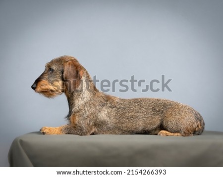 Wirehaired dachshund lying down in a studio