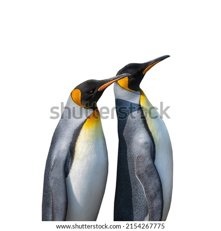 Penguins isolated on white background