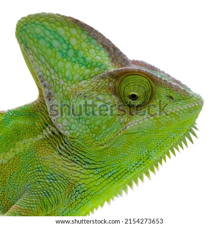Chameleon isolated head on white background.
Female Yemen Chameleon looking ahead.
Green Reptile illustration.