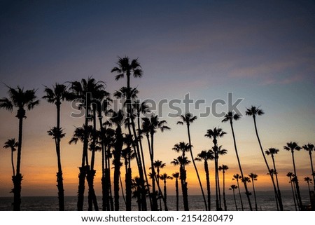 Palm tree against a sunset sky