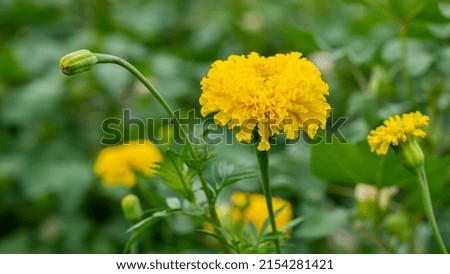 Marigold or Tagetes is a genus of annual or perennial, mostly herbaceous plants in the sunflower family Asteraceae.