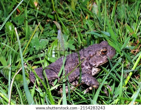 common toad (also known as european toad) amongst meadow grass