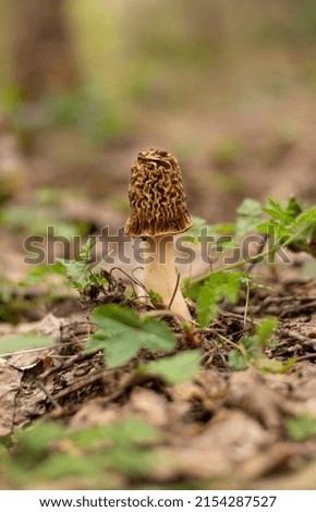 Single Morchella mushroom growing in the woods in early spring