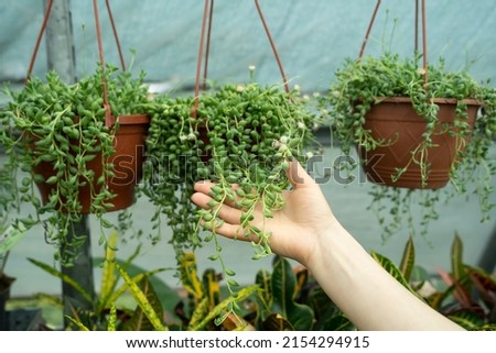 Closeup of gardener woman hand holding hanging Senecio Rowleyanus commonly known as a string of pearls. Hobby, houseplant lovers concept. Plant in greenhouse.  Royalty-Free Stock Photo #2154294915