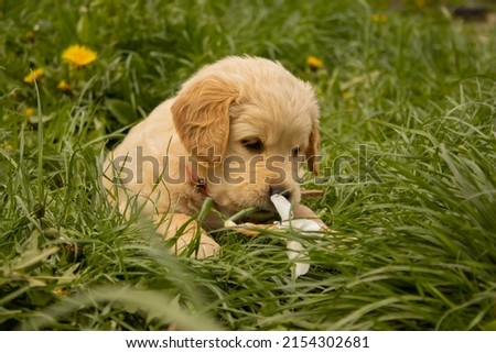 Cute Golden Retriever eating a flower