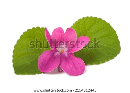 Sweet violet flower isolated on white background