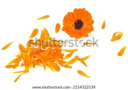 Flower and petals of calendula plant isolated on a white background. Marigold petals.