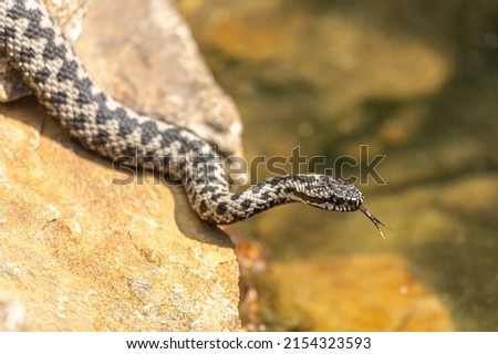 Portrait of a male european crossed viper in early spring, vipera berus Royalty-Free Stock Photo #2154323593