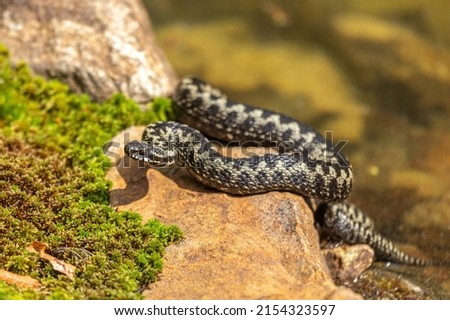 Portrait of a male european crossed viper in early spring, vipera berus Royalty-Free Stock Photo #2154323597