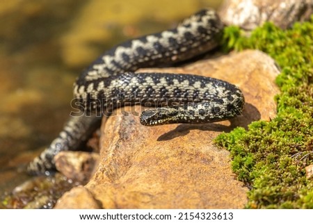 Portrait of a male european crossed viper in early spring, vipera berus Royalty-Free Stock Photo #2154323613