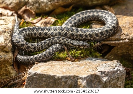 Portrait of a male european crossed viper in early spring, vipera berus Royalty-Free Stock Photo #2154323617