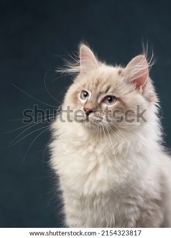 Siberian kitten on a blue background. Cat studio photo for advertising. Happy pet 