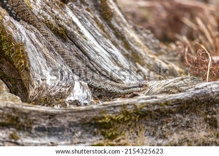 Portrait of a female european crossed viper in early spring, vipera berus Royalty-Free Stock Photo #2154325623