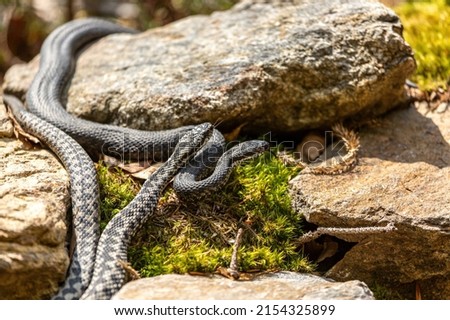 Portrait of two male european crossed vipers in early spring in mating season, vipera berus Royalty-Free Stock Photo #2154325899