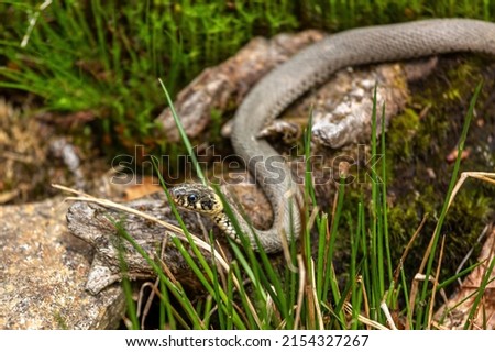 Portrait of a common grass snake outdoors, natrix natrix