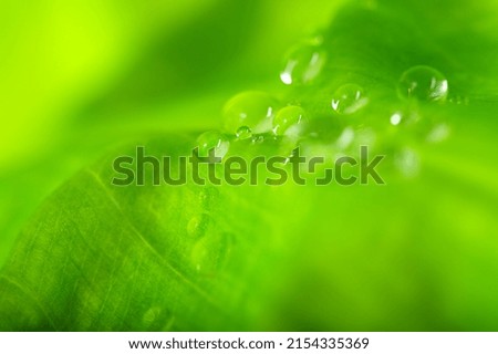 Water drops on a green leaf macro. Natural green background.