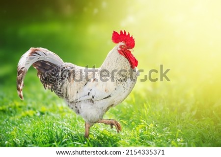 Rooster in the sun light on eco farm Royalty-Free Stock Photo #2154335371