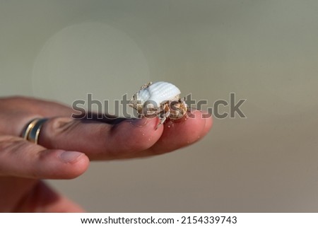 Hermit crab on a hand isolated against a blurry blue background. Hermit crab with a white small shell. Animal on the beach in Egypt.