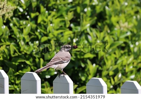 A mockingbird with a juicy boysenberry in her beak prepares to dive into a nearby shrub where her chicks are waiting to be fed.