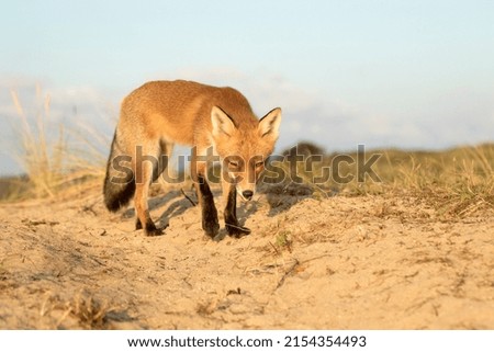 Young Red Fox Standing in A Nature Background in A National Park