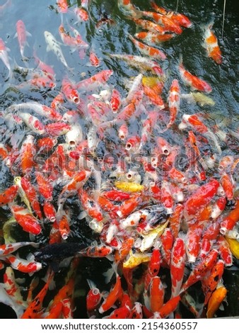 Colorful Koi close-up in the pond