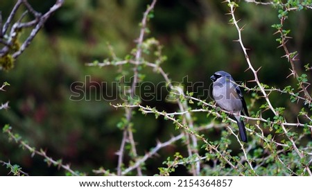 The Taiwan bullfinch and it is endemic species of Taiwan. Royalty-Free Stock Photo #2154364857