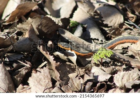 Common Garter Snake under a branch