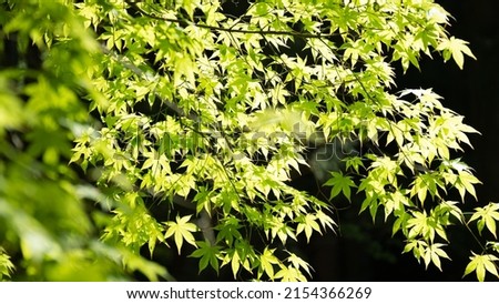 Fresh green maple that shines in the valley in May Royalty-Free Stock Photo #2154366269