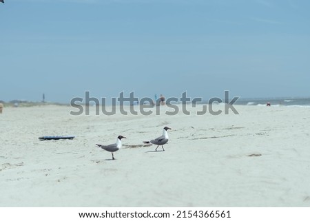 Birds on the beach near the ocean