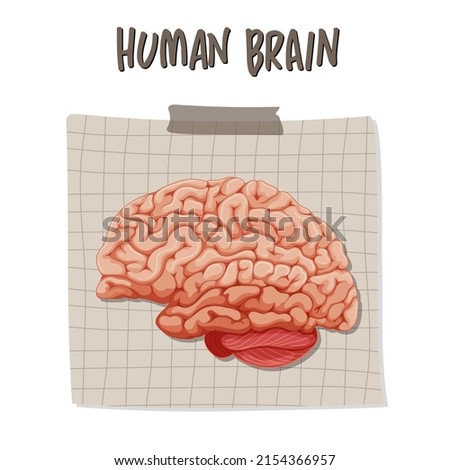 Human internal organ with brain illustration