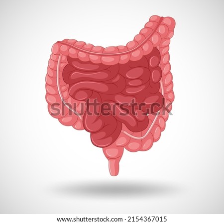 Human internal organ with intestine illustration