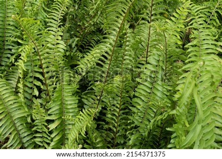 Fern forest. Tropical leaves Tuber Sword Fern, Fern leaves,green leaves with dark green filter.green leaves background. Royalty-Free Stock Photo #2154371375