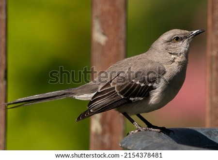 Northern Mockingbird-on the backyard deck