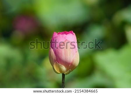 Pink lotus flowers for Visakha Bucha day