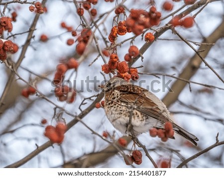 Fieldfare, lat. Turdus pilaris, sitting on the bush and feeding on wild red apples in winter or early spring time.