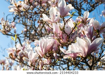 Blooming magnolia tree on blue sky, branches with spring flowers, springtime background.