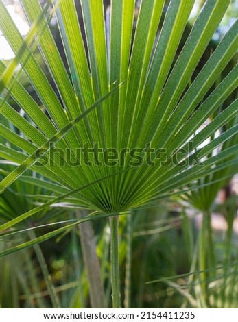 Green leaves on a palm plant. nature in the tropics