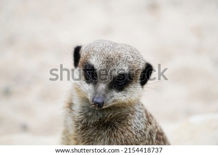 Portrait of a meerkat with a light background. Suricata suricatta.
